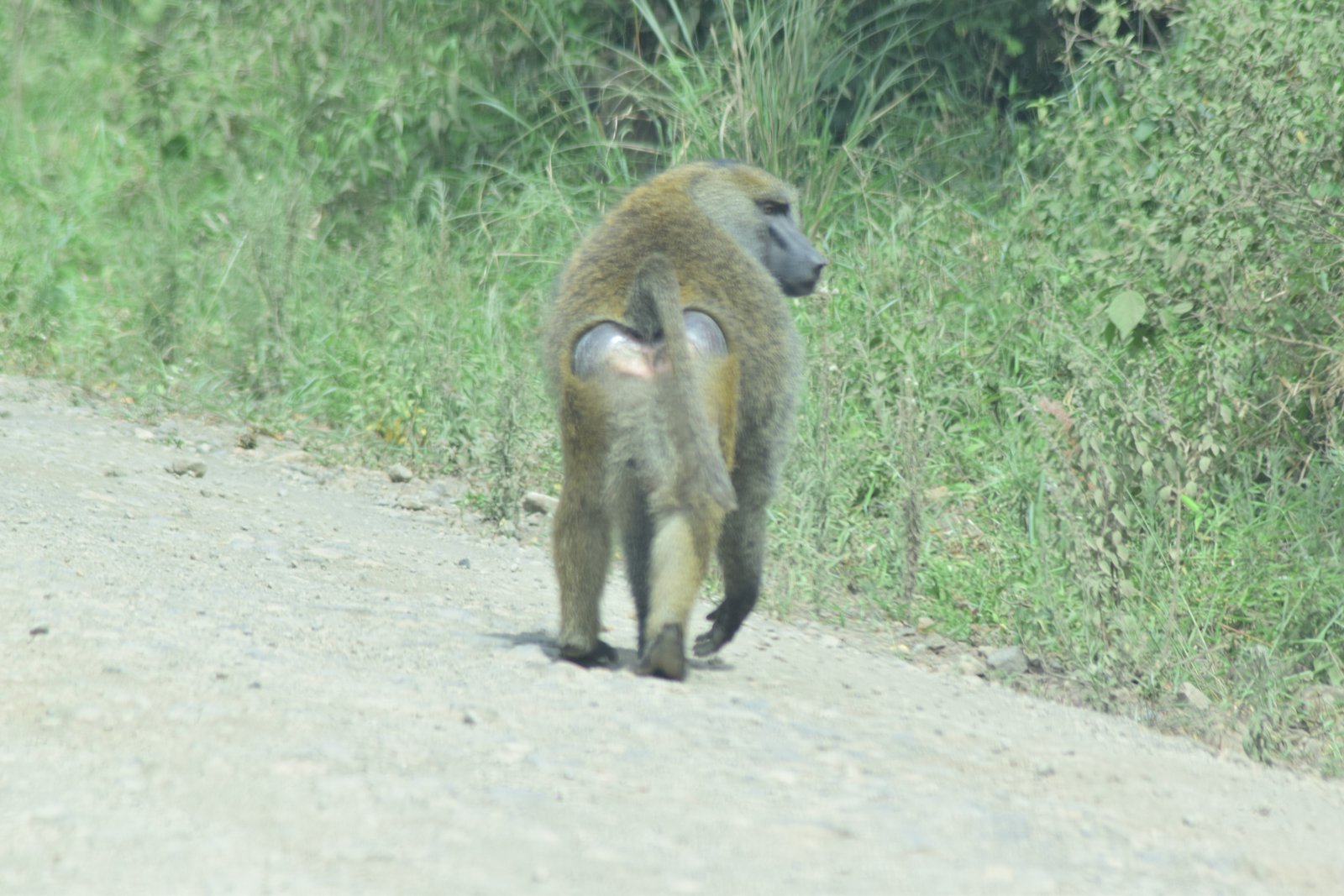Meru Alpine Zone